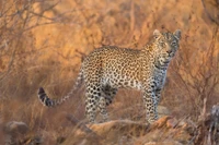 Un léopard majestueux se tient en position dans les teintes dorées du parc national d'Etosha, entouré d'un paysage sauvage accidenté.