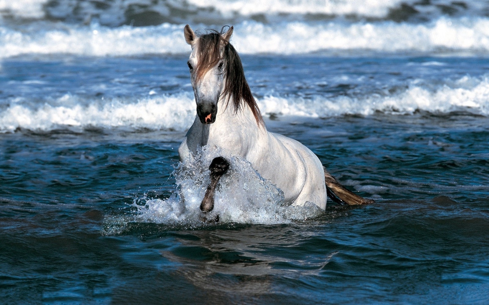 stallion, mustang horse, mane, sea, appaloosa Download Wallpaper