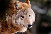 Close-up de um lobo olhando em um ambiente natural.