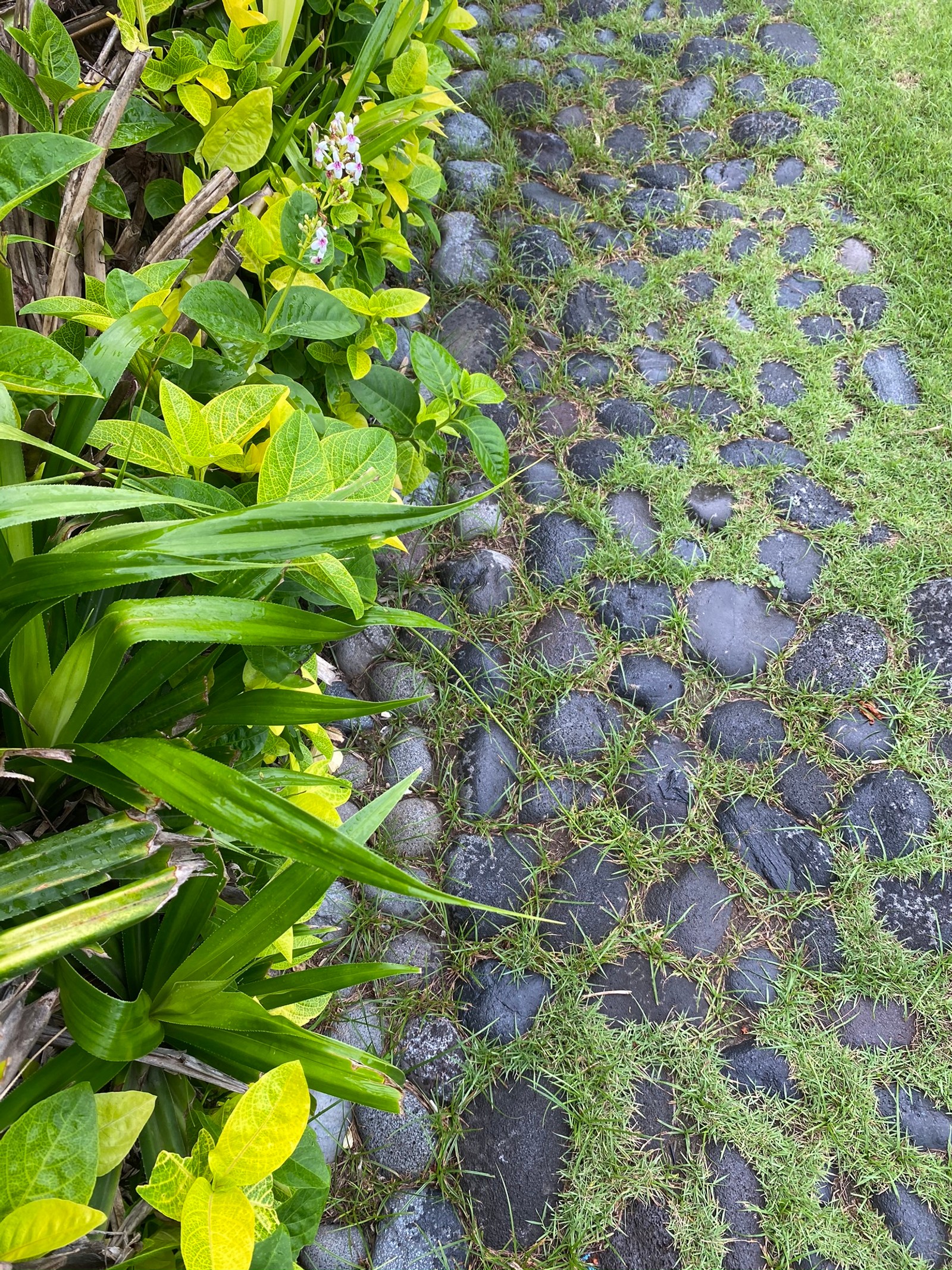 Uma trilha de pedras com grama e rochas entre dois arbustos (flora, azul majorelle, azul, botânica, azul elétrico)