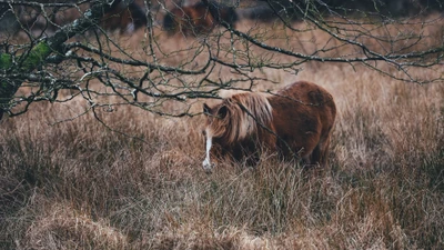 Pônei selvagem forrageando na savana sob uma árvore