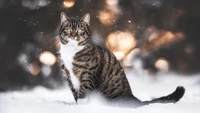 A tabby cat sitting gracefully in a snowy landscape, surrounded by soft snowfall and blurred lights in the background.