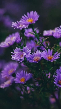 flower, rose, purple, plant, petal wallpaper