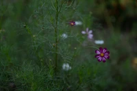 Flor de cosmos vibrante em meio à vegetação exuberante