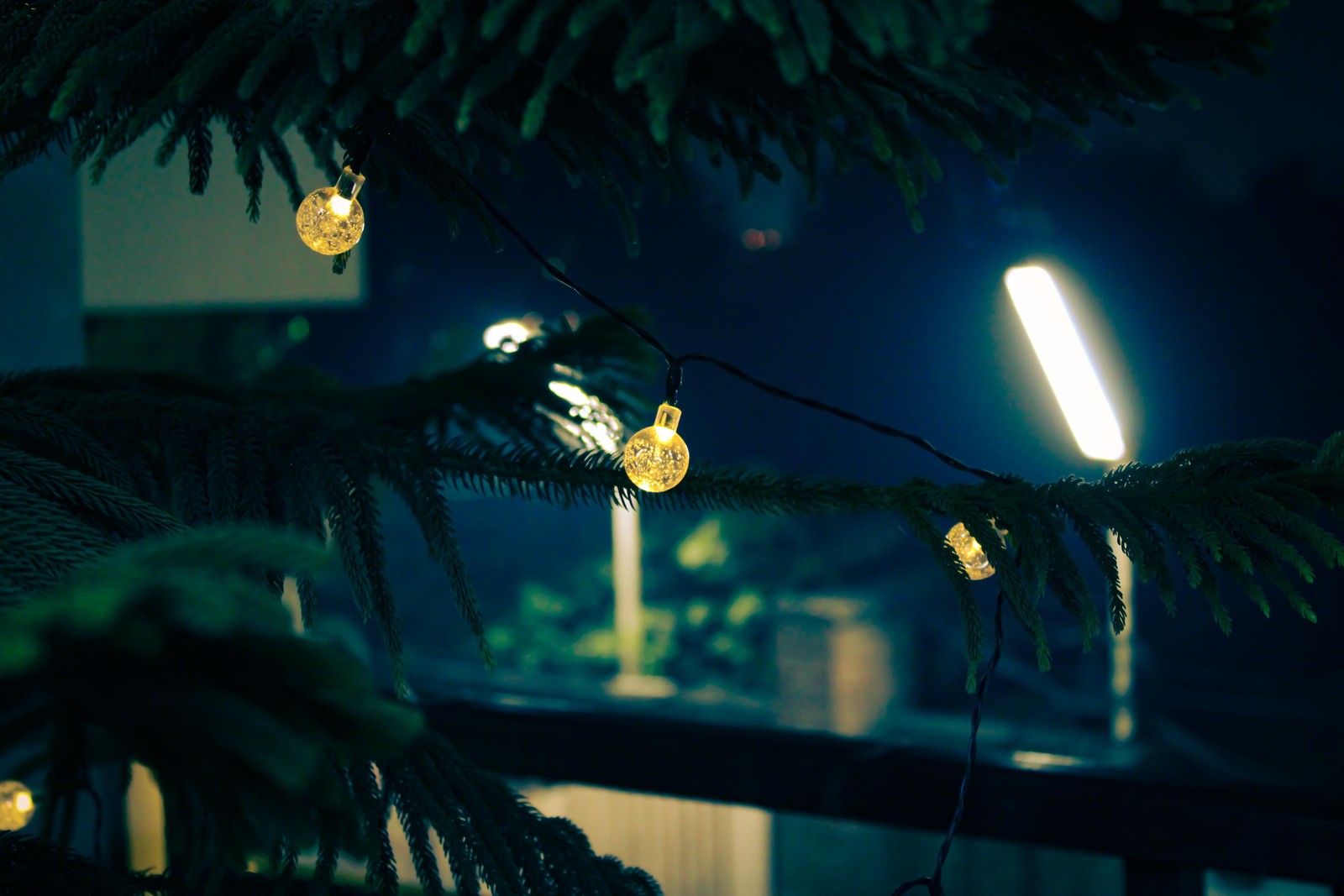 Hay muchas luces encendidas en un árbol en la oscuridad (noche, hoja, biología, plantas, ciencia)