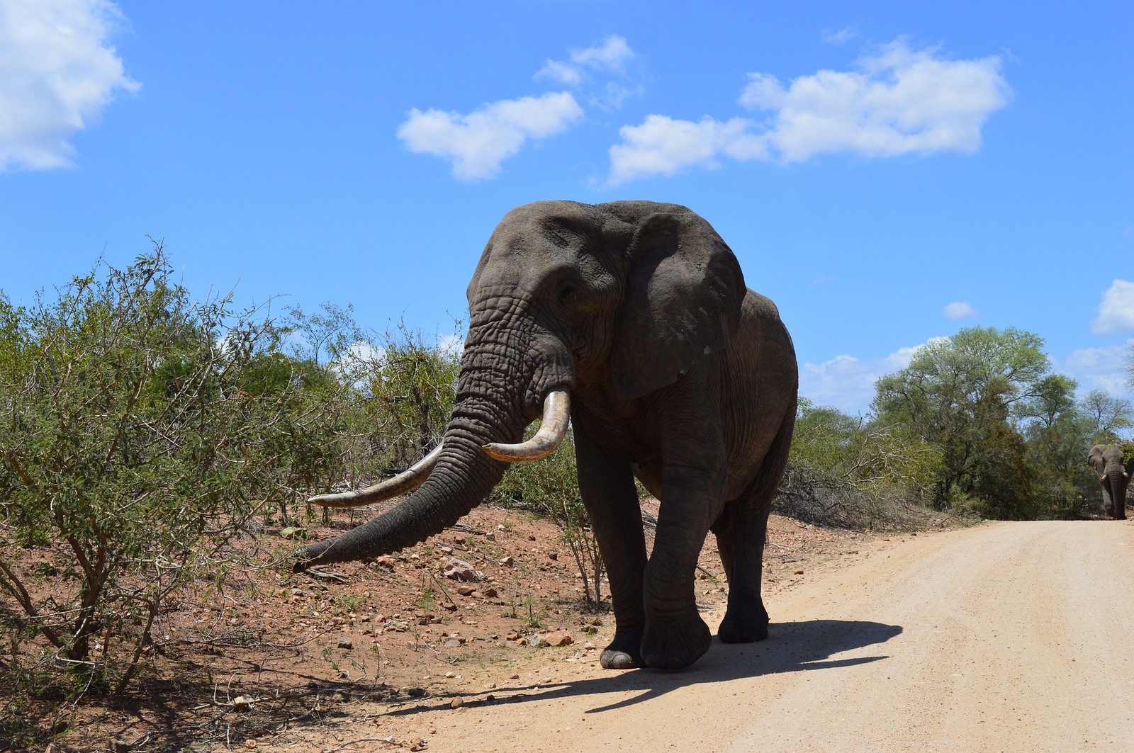 Um grande elefante caminhando por uma estrada de terra (elefante, parque nacional kruger, safari, animal terrestre, elefantes e mamutes)