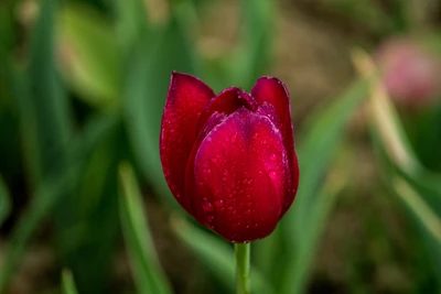 Vibrant Red Tulip with Dew Drops Amidst Lush Green Foliage