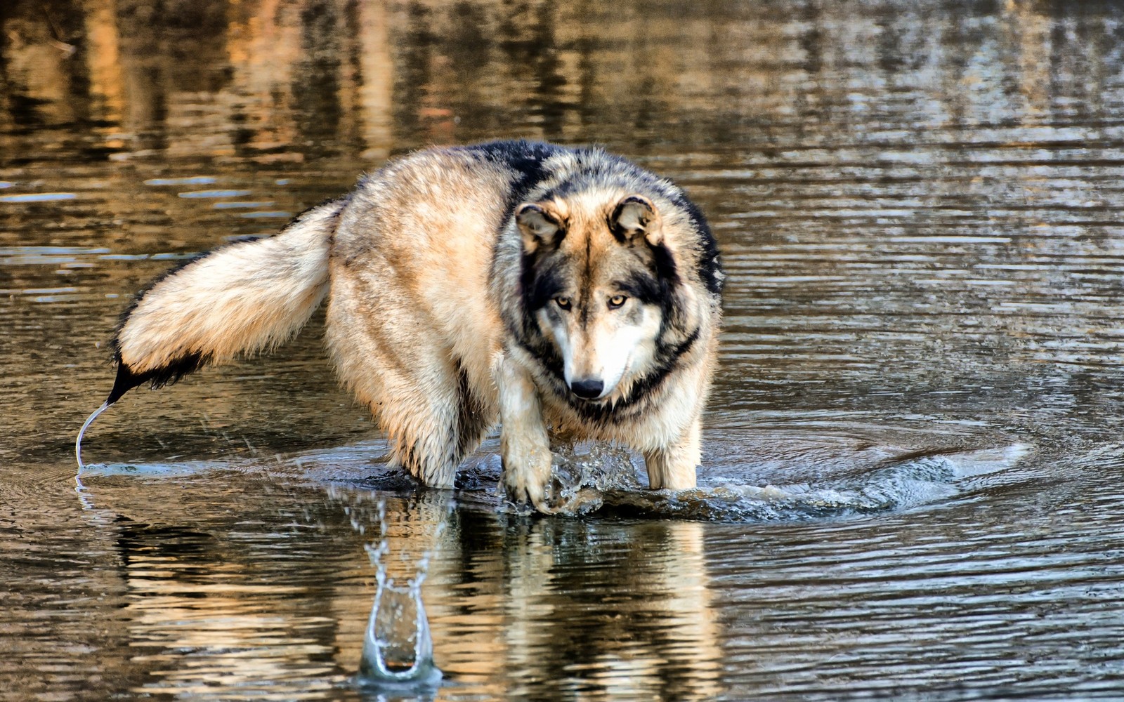 Ein abgerissener hund steht im wasser mit einem stock im mund (wasser, wildleben, gehen, reflexion)