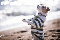 Abenteuerlicher Hund genießt einen sonnigen Tag am Strand