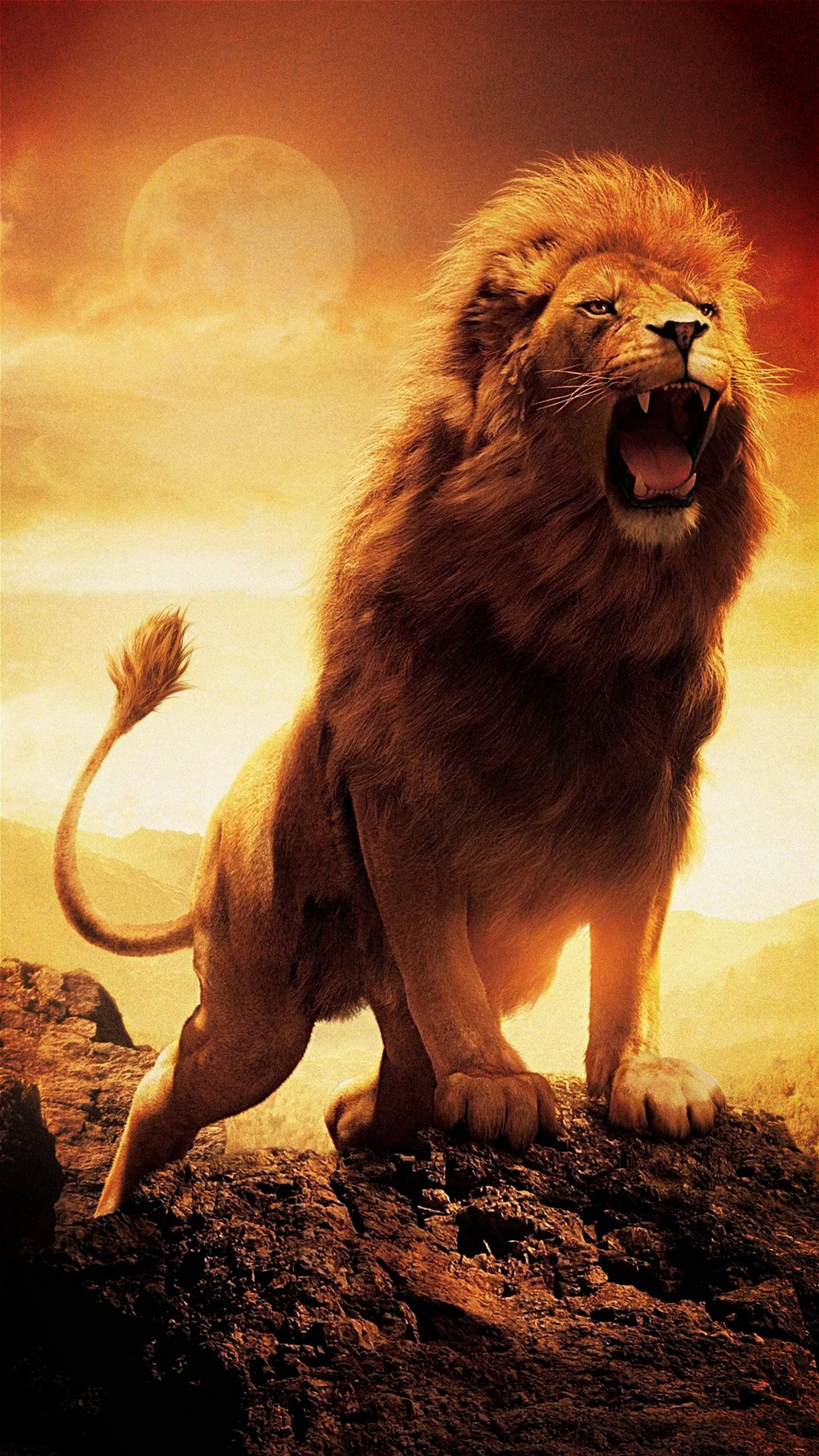 lion, king, nature Download Wallpaper