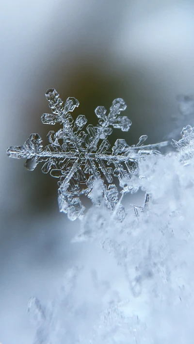 flocos, macro, neve