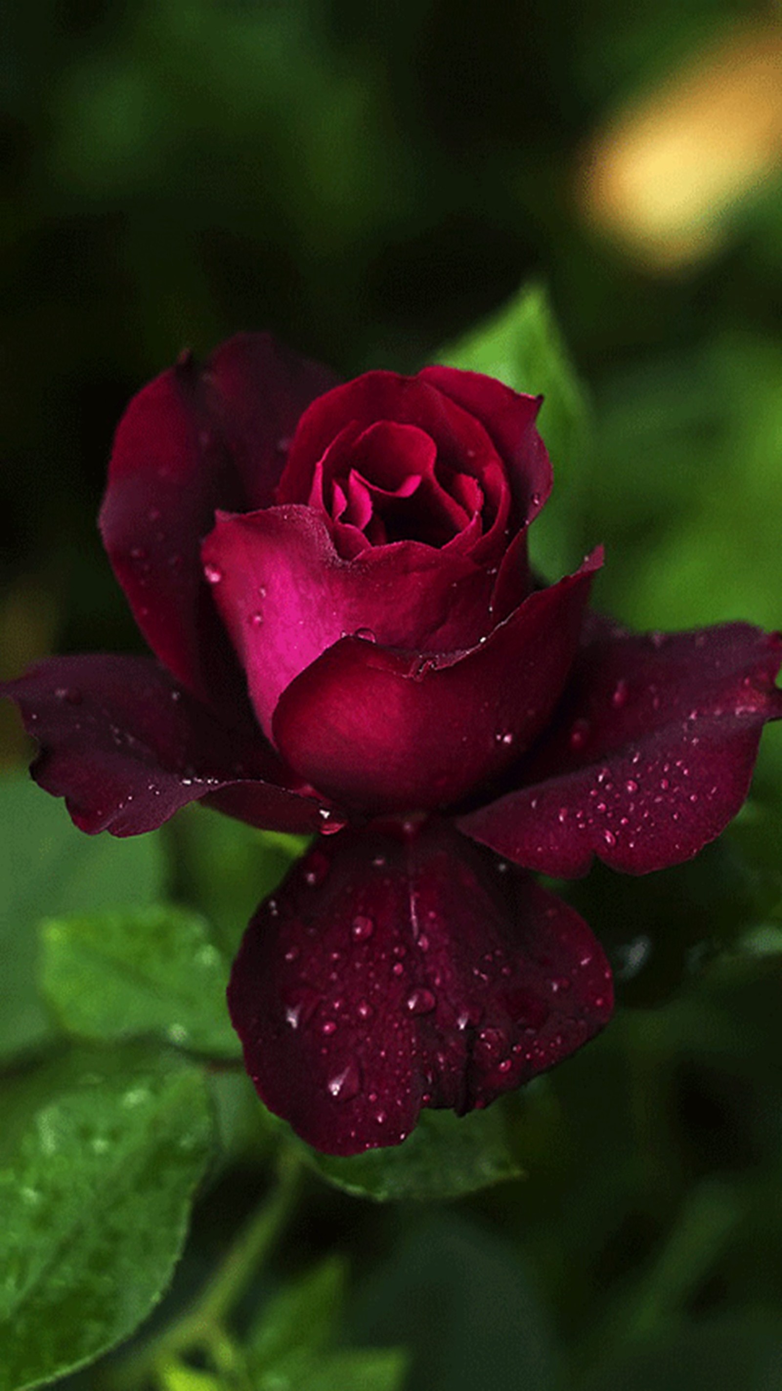 Arafed red rose with water droplets on it in a garden (red, rose)