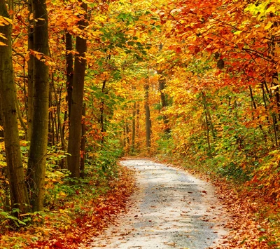 automne, forêt, nature, arbre