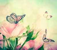 abstract, background, butterflies, pink, rose