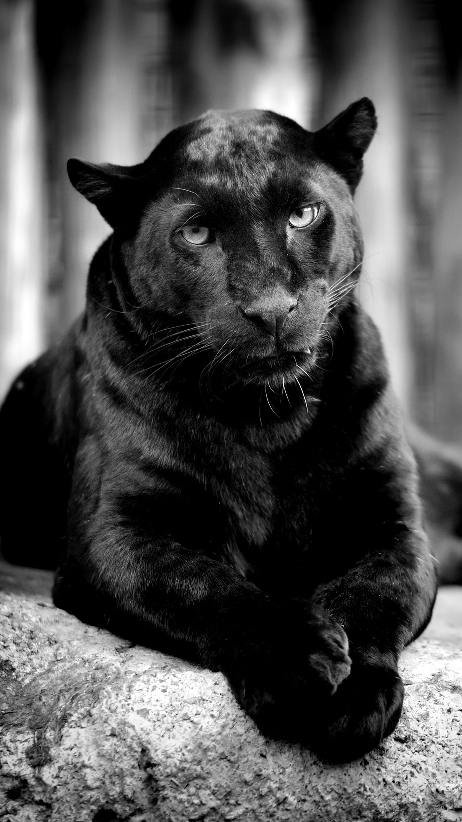 A close up of a black cat laying on a rock (animal, black, puma, wild)