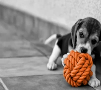 Cachorro juguetón con un vibrante juguete de cuerda naranja.