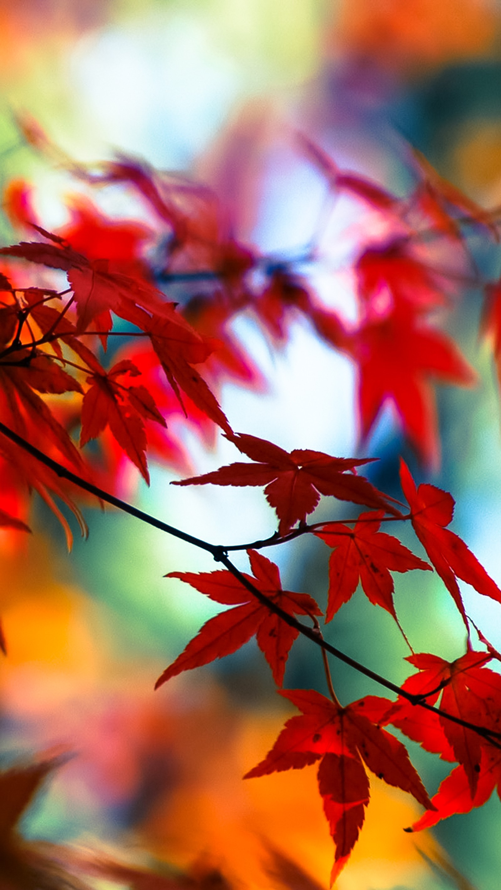 There is a red leaf on a tree branch with a blurry background (leaves, nature, red)