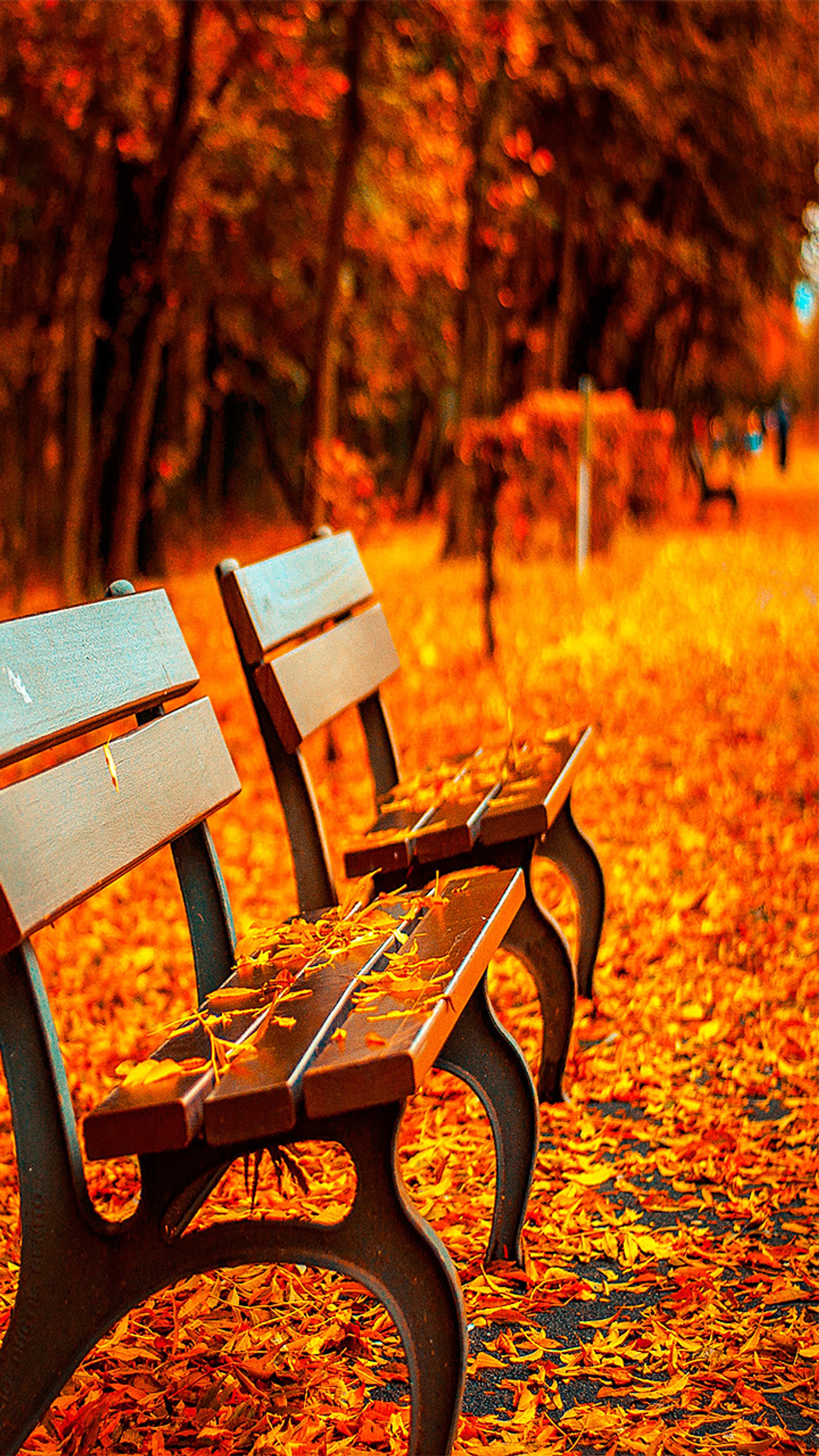 Il y a deux bancs assis sur le sol dans le parc (automne, banc, laisser, nature, orange)