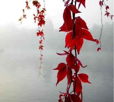 hermoso, niebla, lago, hoja, naturaleza