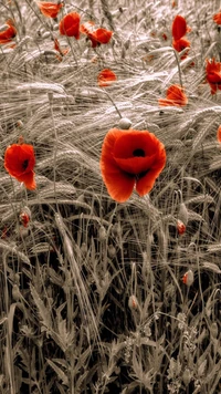 flowers, red