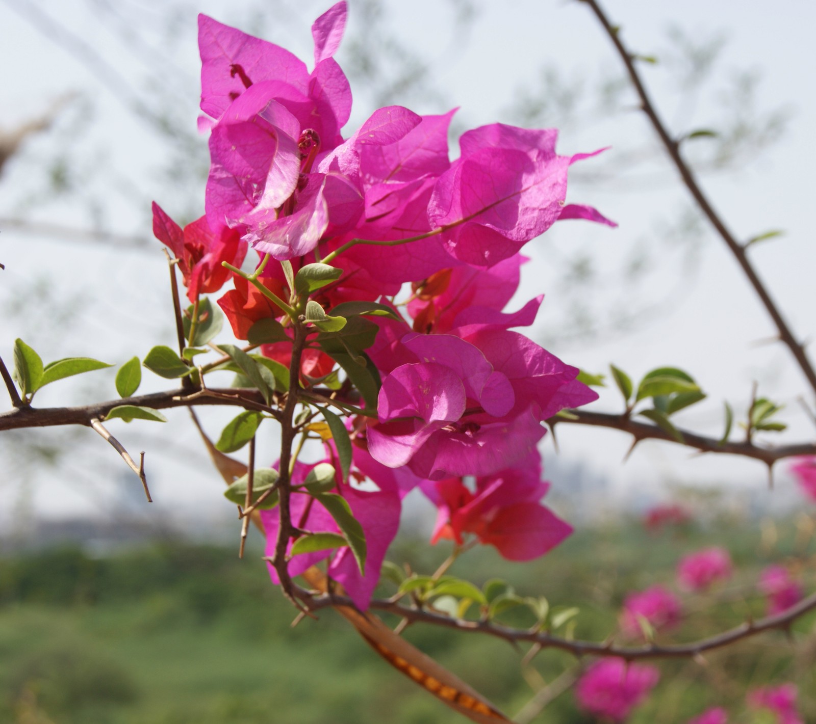 flower, mrblur, photography, pink paper Download Wallpaper