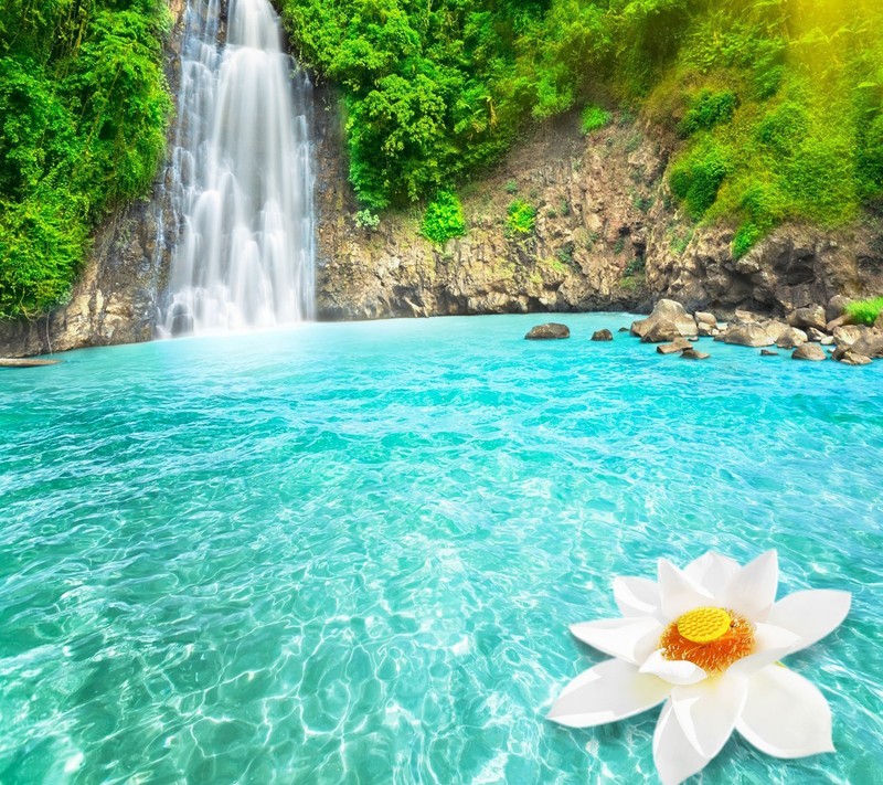 Une fleur blanche flottant dans l'eau près d'une cascade (paysage, papier peint)