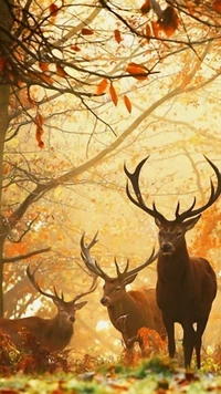 al aire libre, imágenes