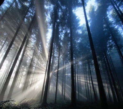 wald, licht, sonne, sonnenlicht, baum