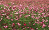 Prado vibrante de cosmos de jardim em flor