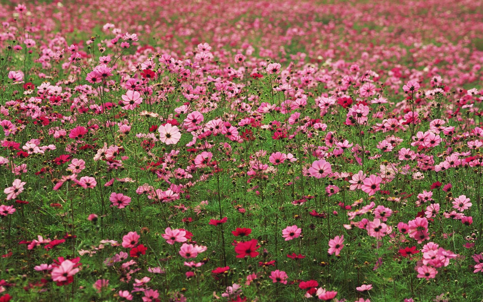 Um close-up de um campo de flores rosas com um céu ao fundo (cosmos do jardim, planta com flores, jardim de flores, flor silvestre, cobertura do solo)