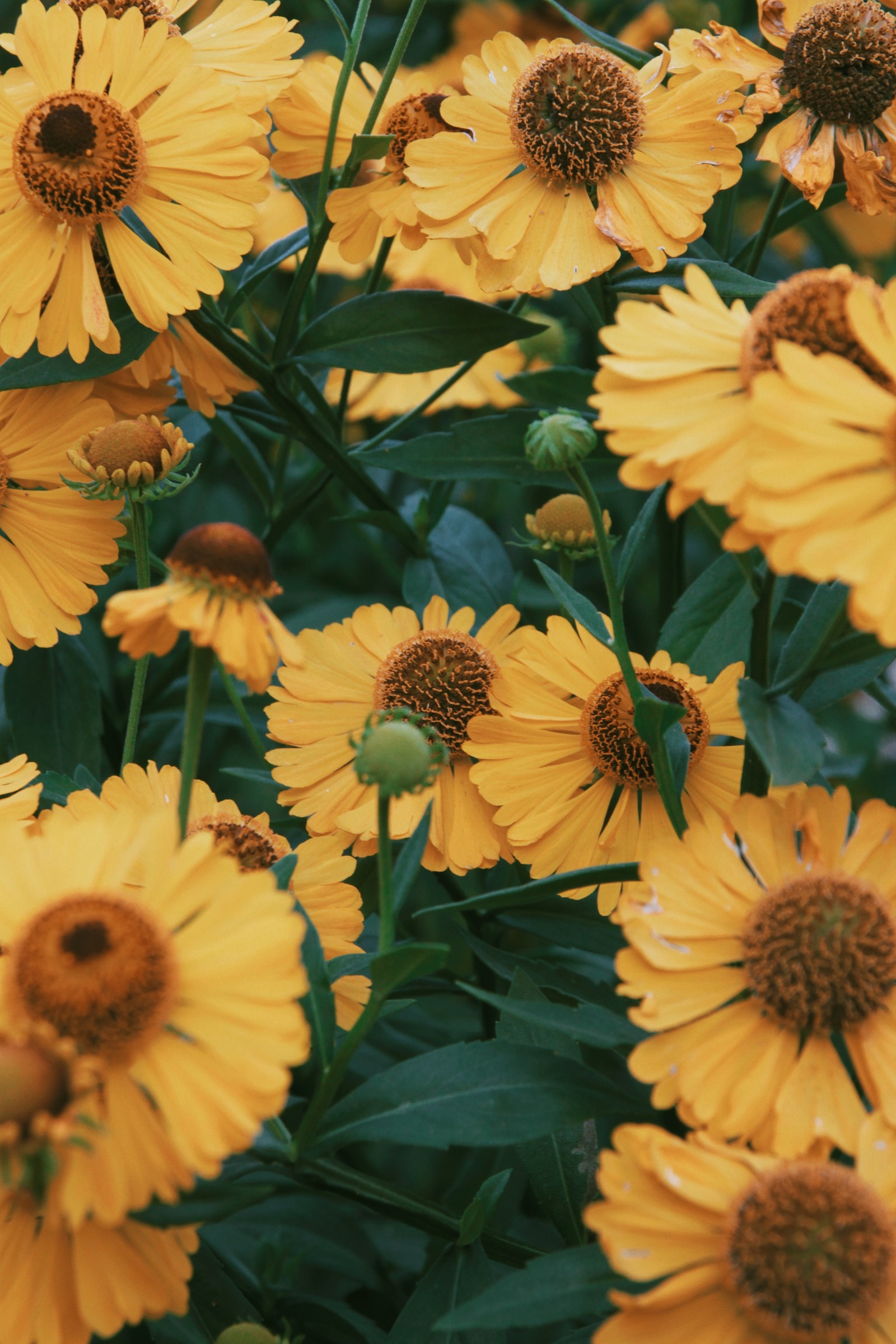 Fleurs jaunes avec des feuilles vertes et une abeille dessus (fleur, plantes, pétale, jaune, plante)