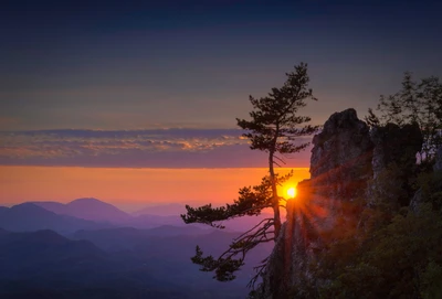 Lever de soleil majestueux sur des sommets montagneux avec un pin en silhouette