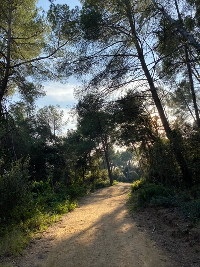 chemin, nature, environnement naturel, branche, paysage naturel