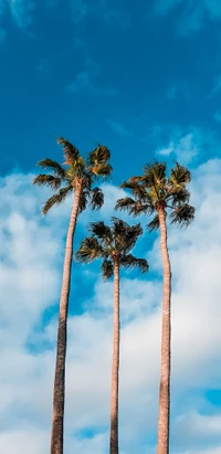 Altas palmeras contra un vibrante cielo azul con nubes esponjosas, capturando la esencia de un día soleado en la playa.