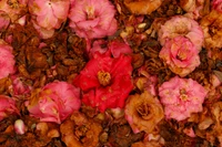 Vibrant display of pink and red flowering plants amidst dried petals, showcasing the beauty of garden roses and camellias.