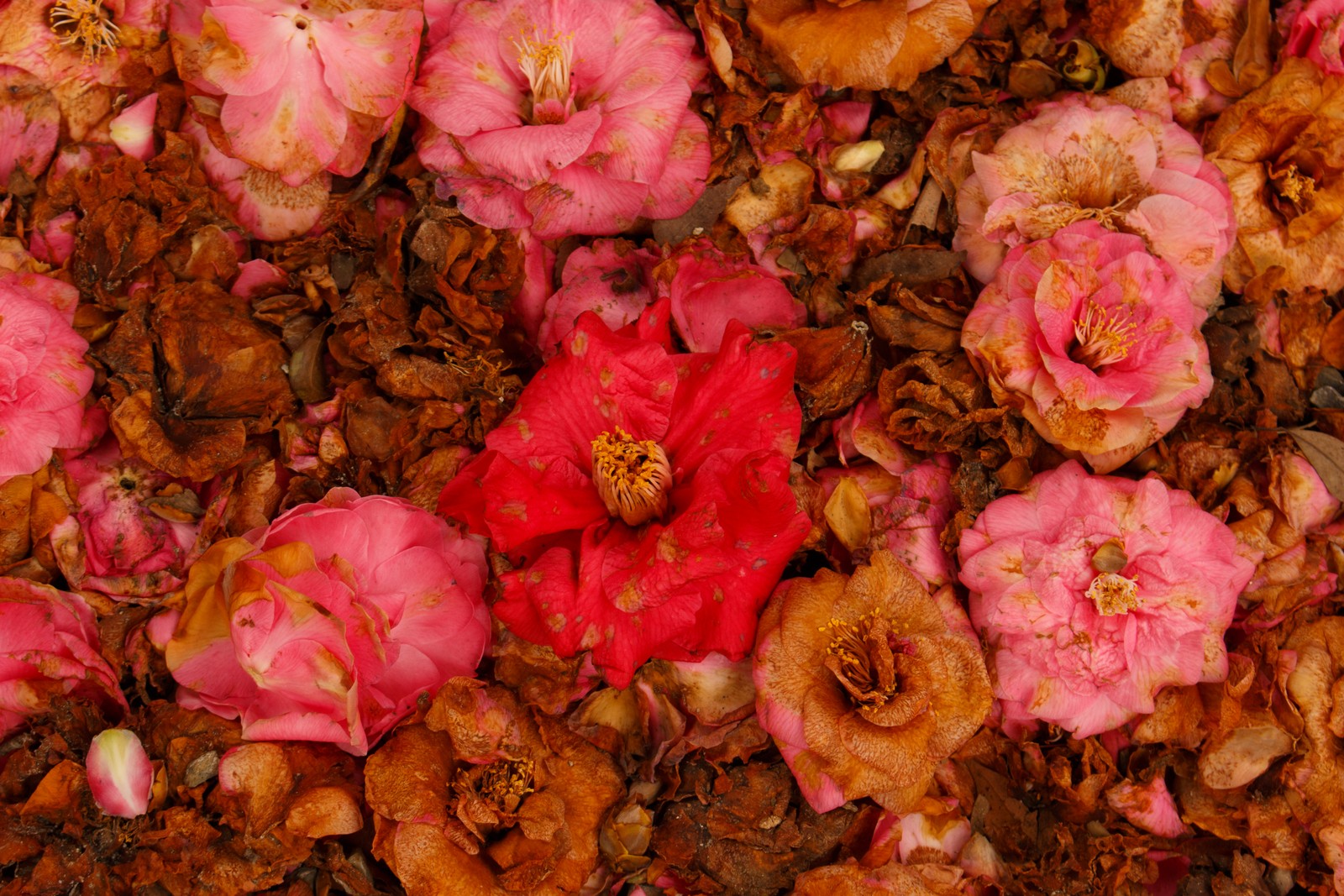 Nahaufnahme eines straußes rosa blumen auf einem bett aus blättern (blume, rose, rosa, blütenblatt, pflanze)