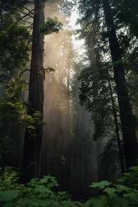 Sonnenlicht filtert durch einen üppigen Urwald