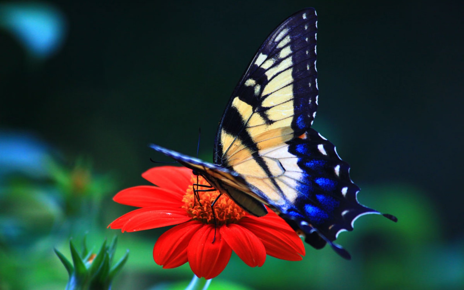 Un papillon sur une fleur rouge avec un fond noir (papillons de nuit et papillons, papillon, insecte, papillon monarque, invertébré)