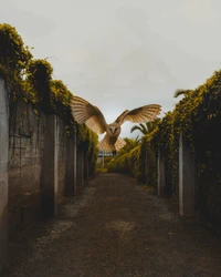 A barn owl soars above a secluded alley, framed by overgrown greenery and rustic walls.