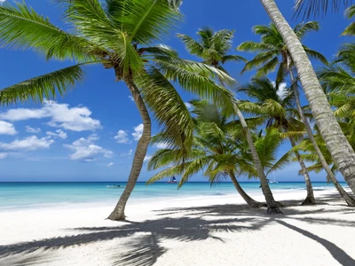 Tropical Beach Paradise with Palm Trees and Clear Blue Ocean