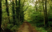 Sentier serein à travers une forêt ancienne luxuriante