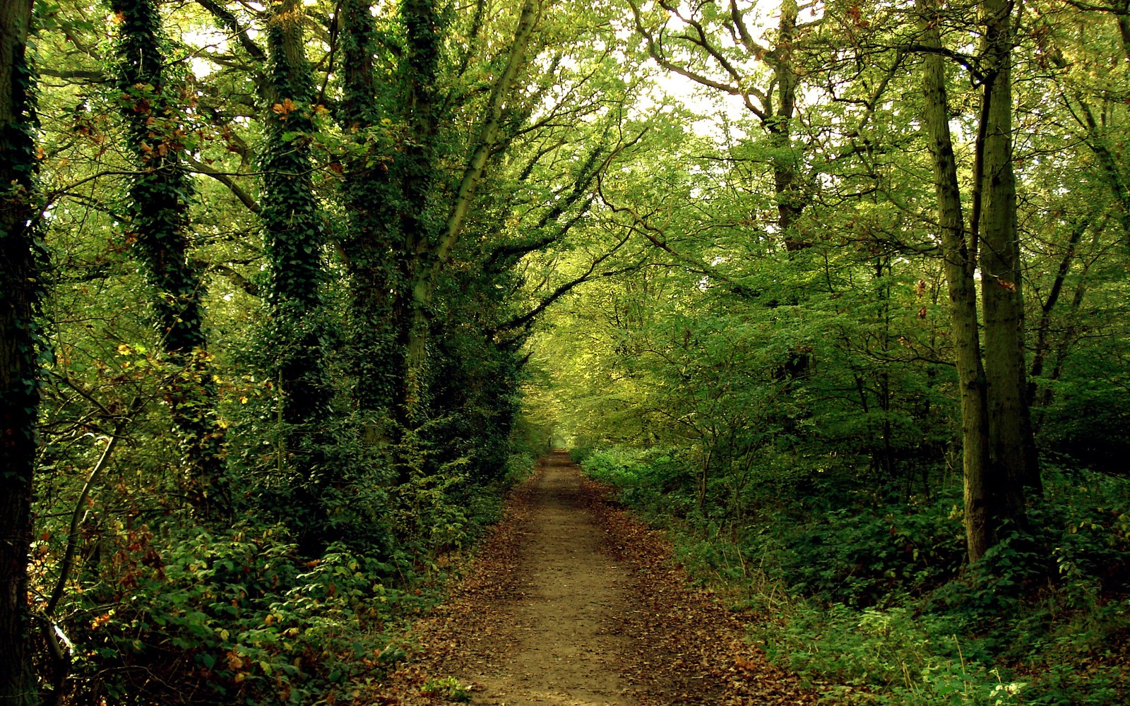 Arafed path in the woods with trees and leaves on the ground (tree, forest, nature, woodland, vegetation)