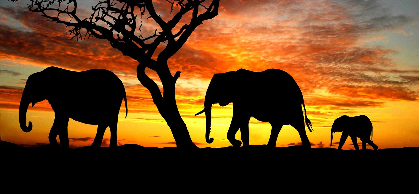 Des éléphants marchent au coucher du soleil avec un arbre au premier plan (éléphant, silhouette, éléphants et mammouths, éléphant indien, faune)