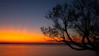 Silhouette d'un arbre contre un horizon de coucher de soleil vibrant pendant le crépuscule.