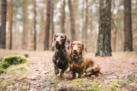 Two dachshunds sitting together in a serene forest setting.