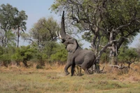 Elefante africano majestoso em um ambiente natural selvagem.