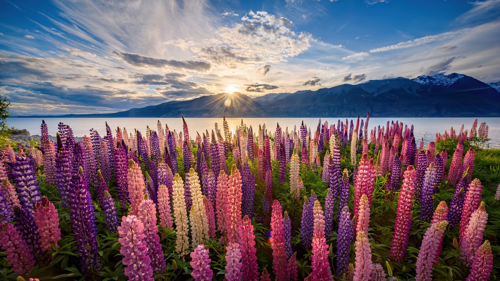 Un campo de flores moradas con montañas al fondo (lupino, flores, nueva zelanda, new zealand, escenario)