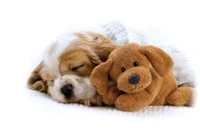 puppy, cuteness, dog, dog breed, puppy love wallpaper