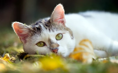 Close-up of an American Wirehair kitten with striking green eyes and a distinct snout, resting on a bed of autumn leaves.