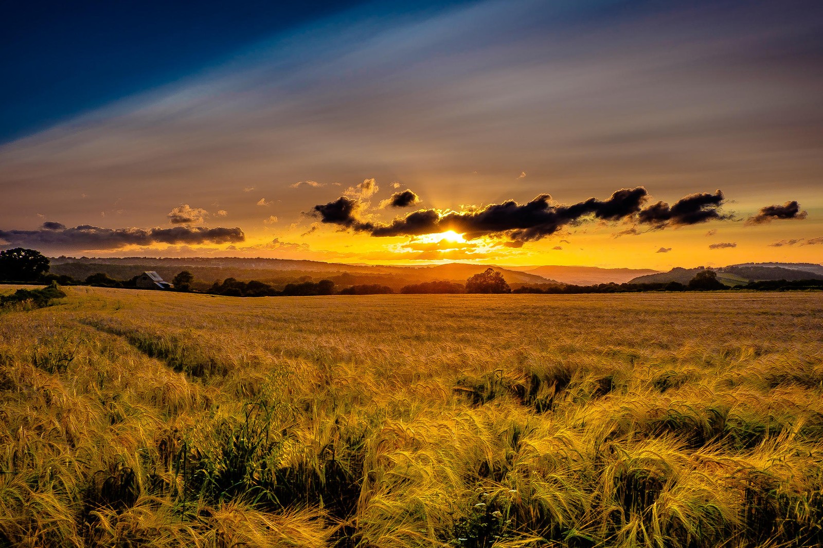 Un champ de blé avec le soleil se couchant en arrière-plan (prairie, peinture de paysage, savane, champ, plaine)